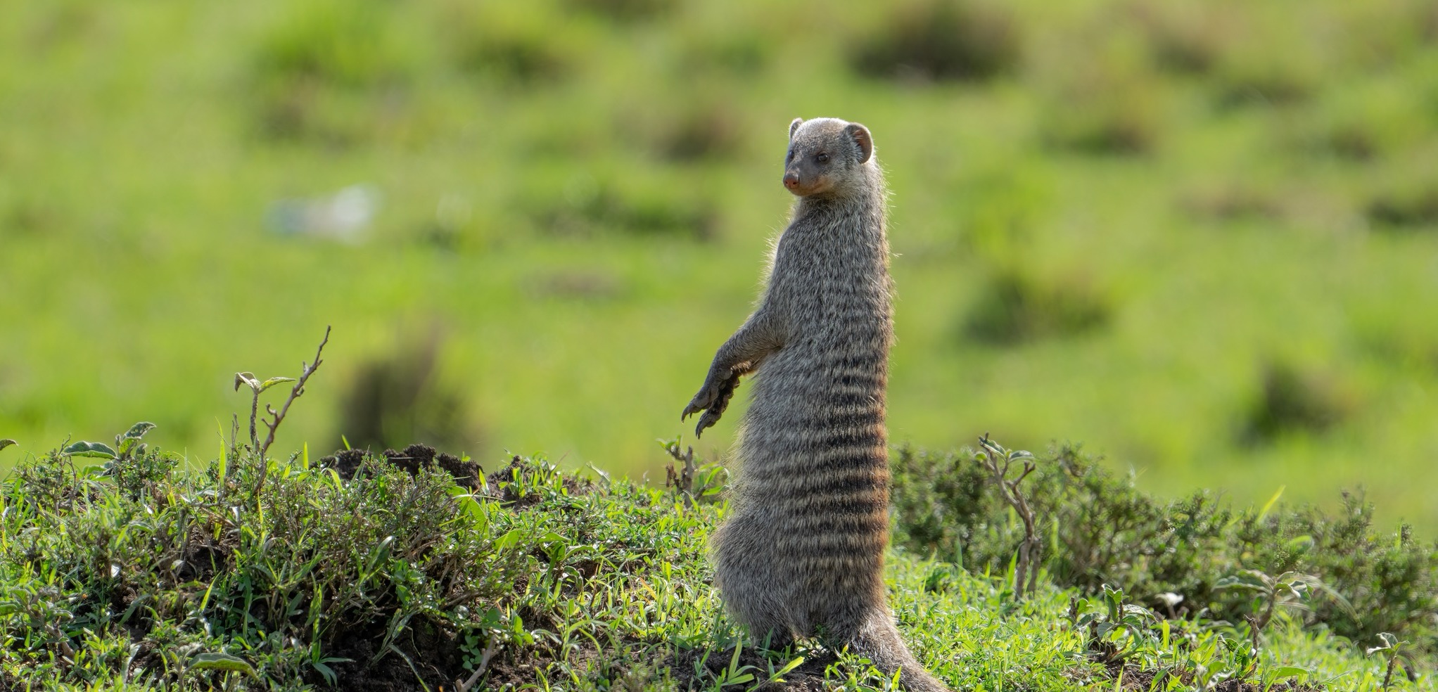 Banded Mongoose